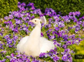 Cesta do paměti duše