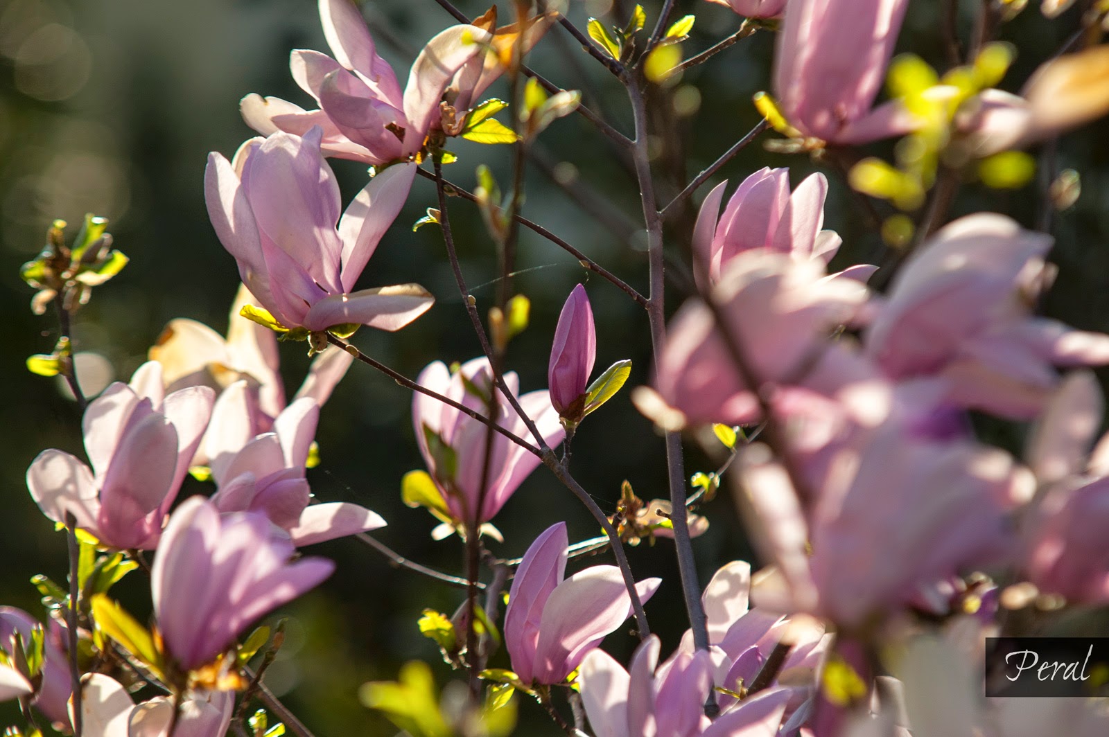 Co je regresní terapie